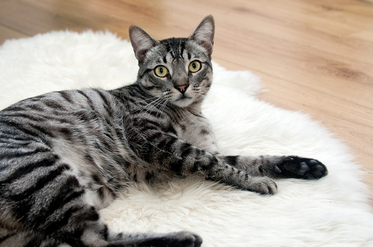 The Playful Spirit of the American Bobtail